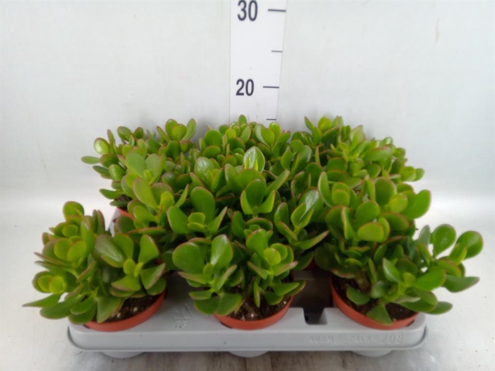 <h4>Crassula ovata</h4>