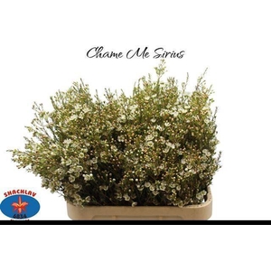 CHAMELAUCIUM MEG. 'SIRIUS'