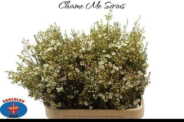 <h4>CHAMELAUCIUM MEG. 'SIRIUS'</h4>