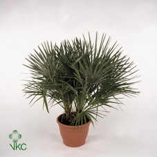 .Chamaerops humilis
