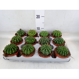 Cactus   ...