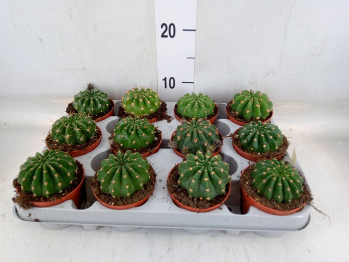 <h4>Cactus   ...</h4>