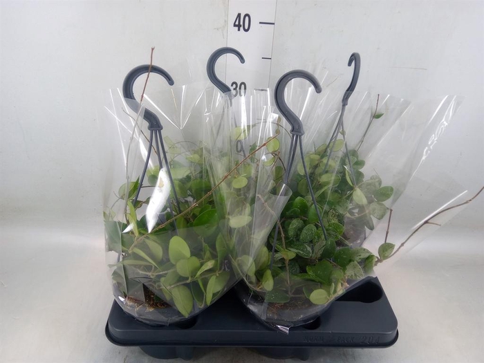 <h4>Hoya   ...mix</h4>