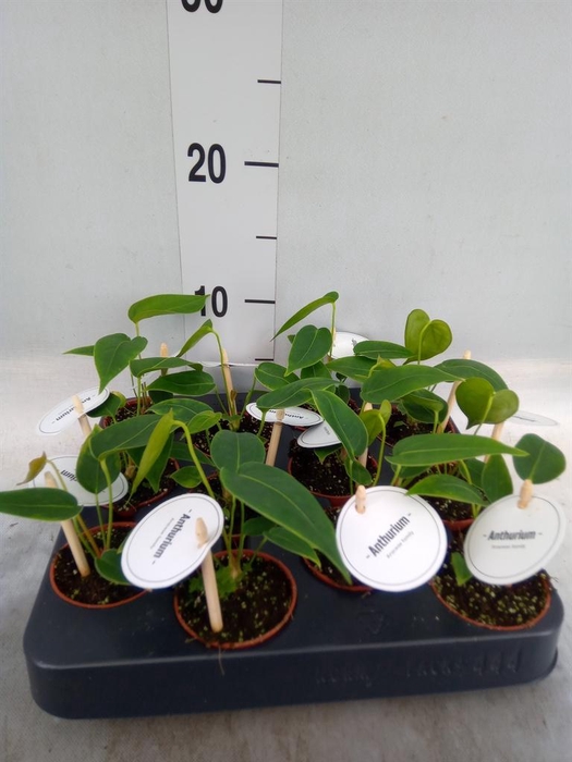 <h4>Anthurium   ...</h4>