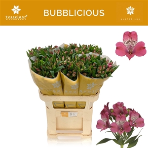 Alstroemeria Bubblicious 70 gr.