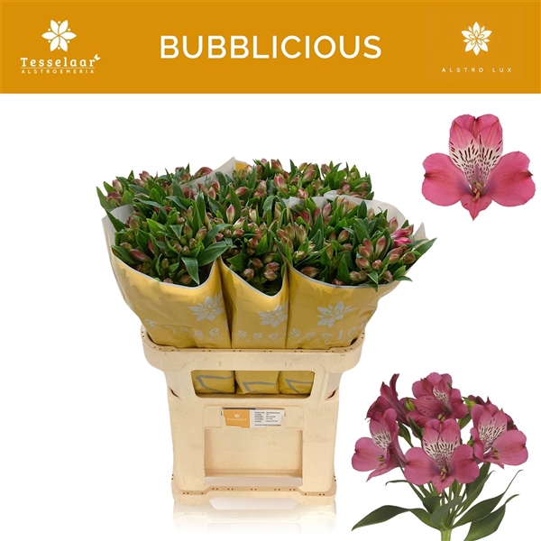 <h4>Alstroemeria Bubblicious 70 gr.</h4>