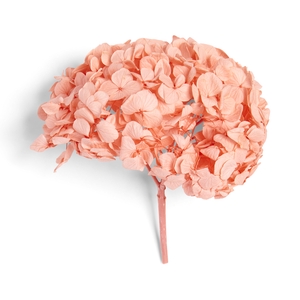 hydrangea premium coral salmon