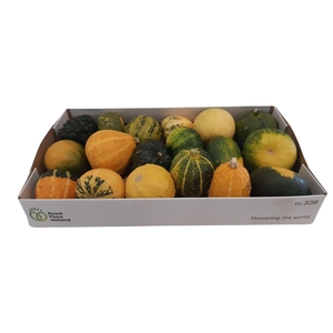 Cucurbita pepo