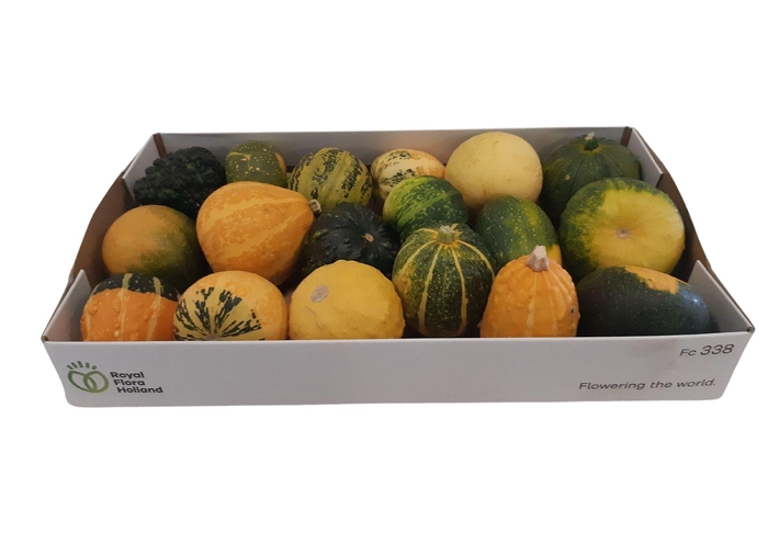 <h4>Cucurbita pepo</h4>