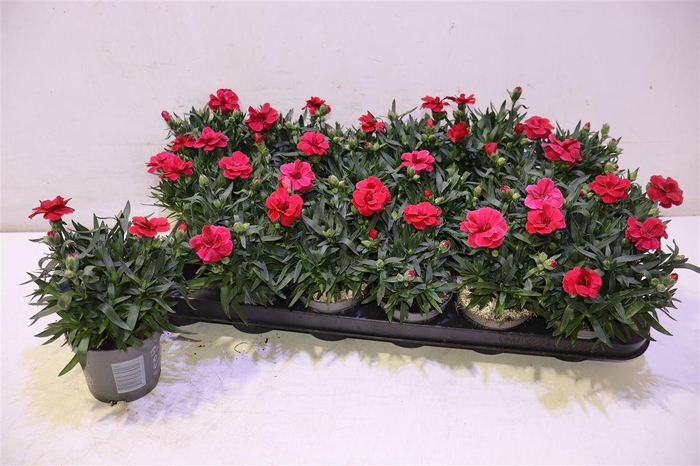 <h4>arr8 Dian Osc Cherry</h4>