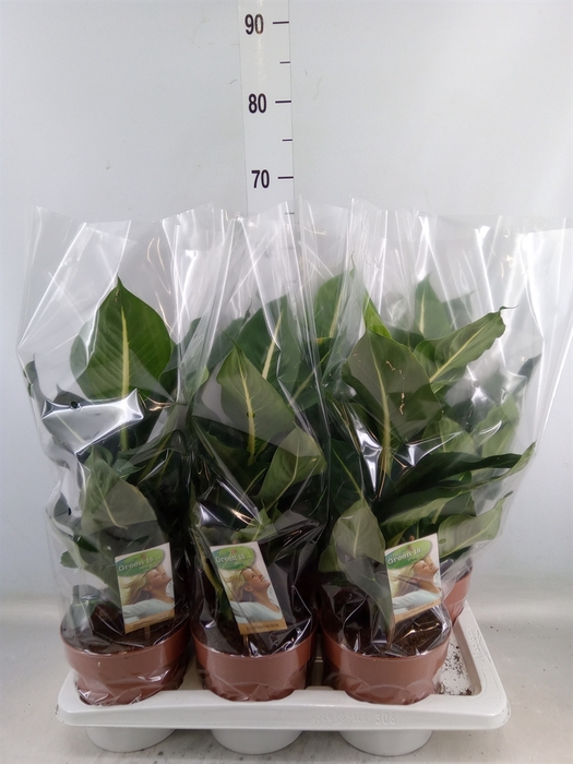 <h4>Dieffenbachia  'Green Magic'</h4>