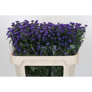 Aster Baby Parade