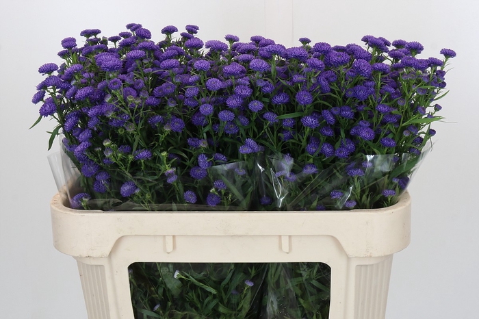Aster Baby Parade