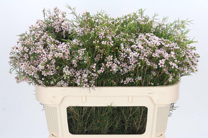 <h4>Chame un Dori</h4>