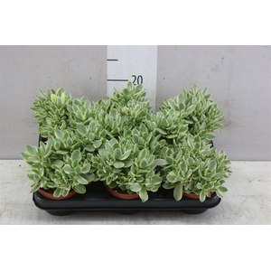 Crassula Variegata