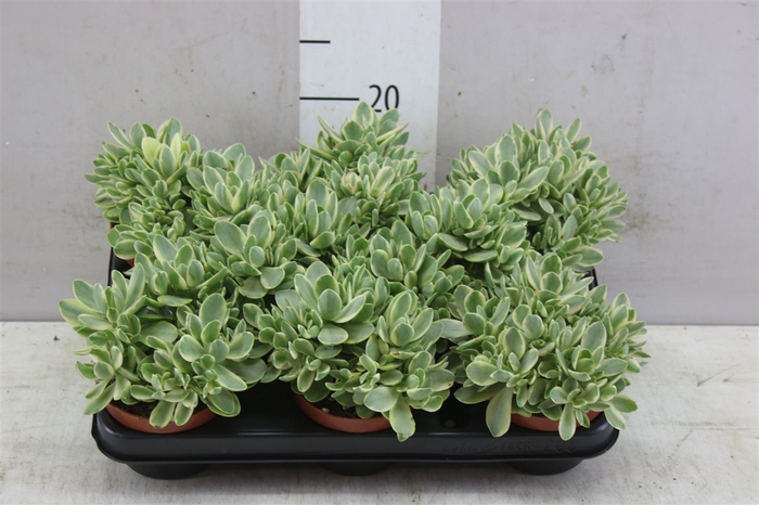 <h4>Crassula Variegata</h4>