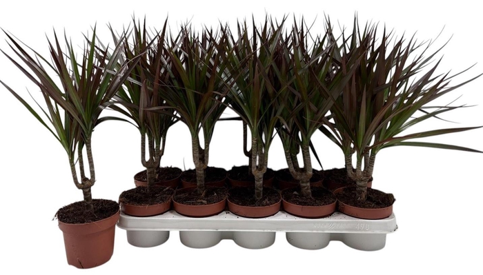 <h4>DRA MARG MAGENTA</h4>