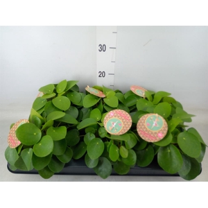 Pilea peperomioides