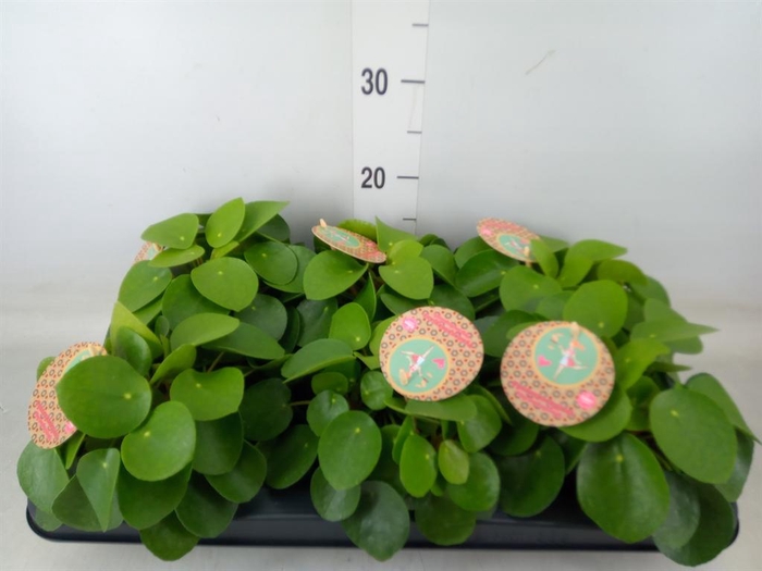 <h4>Pilea peperomioides</h4>
