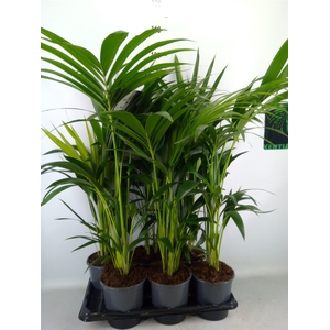Howea forsteriana