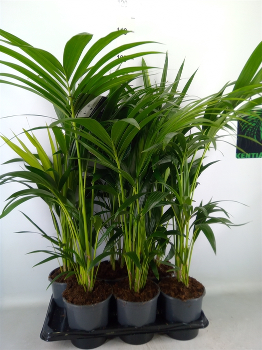 <h4>Howea forsteriana</h4>