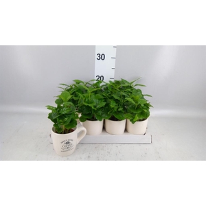 Coffea arabica