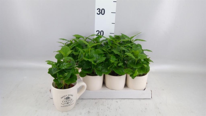 <h4>Coffea arabica</h4>
