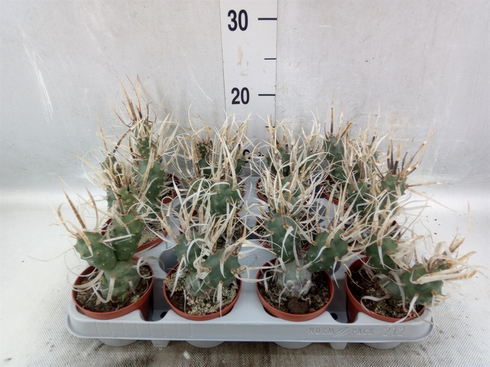 <h4>Tephrocactus articulatus</h4>