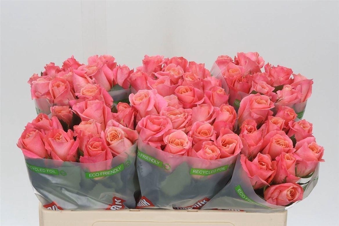 <h4>Rosa Miss Piggy</h4>