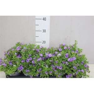 Calibrachoa Doubble Lavender