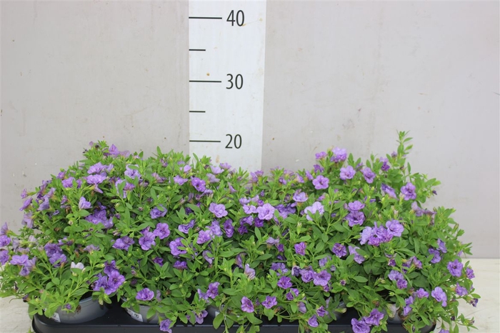 <h4>Calibrachoa Doubble Lavender</h4>