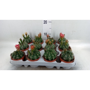 Gymnocalycium baldianum