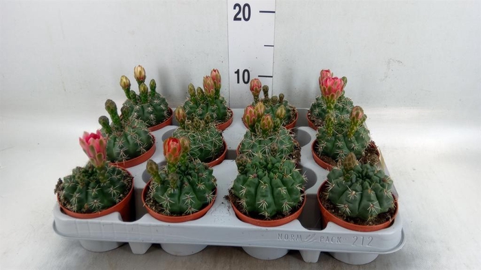 <h4>Gymnocalycium baldianum</h4>