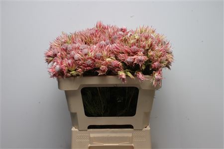 <h4>Blushing Bride Evening Star 2-5</h4>
