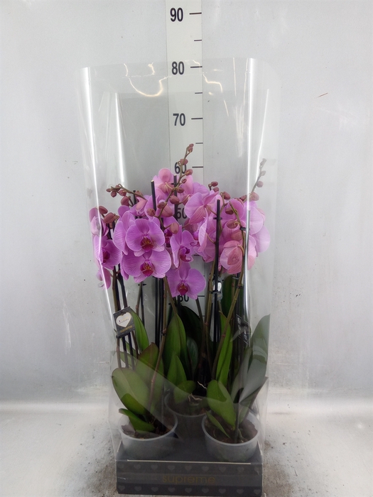 <h4>Phalaenopsis  'Ant Orlando'</h4>