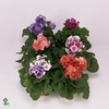 !! PROMO !! PRIMULA OBCONICA MIX