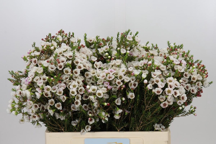 <h4>Chamelaucium Moonlight Delight</h4>