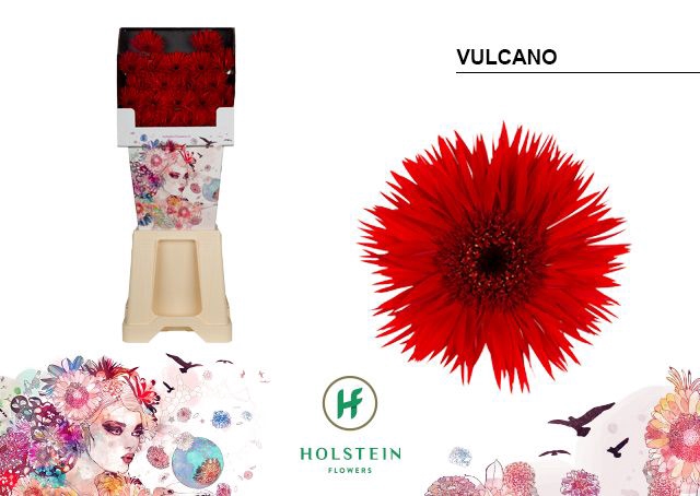 <h4>Germini Spider Vulcano Diamond</h4>