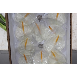 ANTHURIUM ACROPOLIS 9/11 035 CM DIAM MIN 9 CM BRANCO