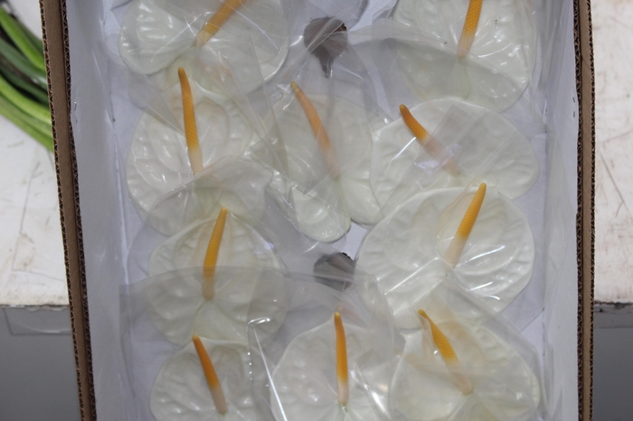 <h4>ANTHURIUM ACROPOLIS 9/11 035 CM DIAM MIN 9 CM BRANCO</h4>