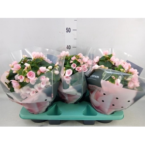 Begonia elat. EN 'Betulia Light'