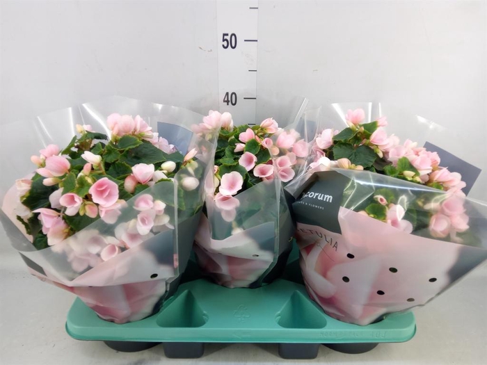 <h4>Begonia elat. EN 'Betulia Light'</h4>