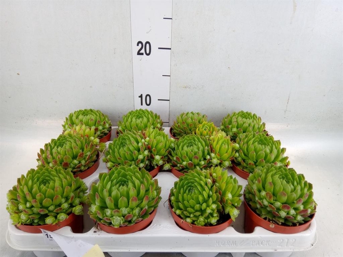 <h4>Sempervivum   ...</h4>