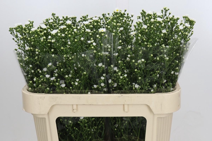 <h4>Aster Paquita</h4>