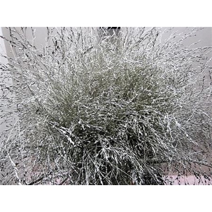 Panicum Warrior Platina