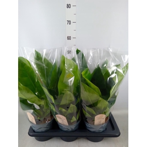 Philodendron  'Imperial Green'