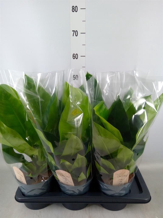 <h4>Philodendron  'Imperial Green'</h4>