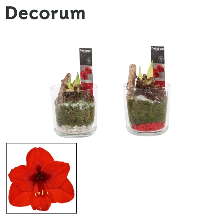 <h4>Hippeastrum Rood 2 Knop Claudia glas KERST (Decorum)</h4>