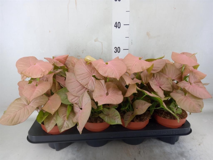 <h4>Syngonium podop.</h4>