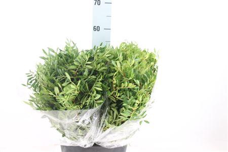 <h4>Pistache Italie 400 Gram</h4>